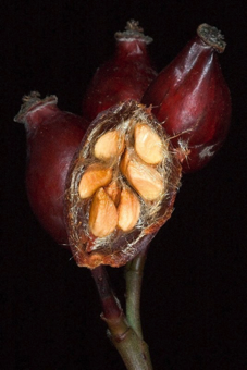 Hip - a deep hypanthium surrounding many superior ovaries (achenes) in the Rose family